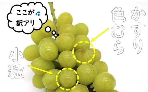 【令和7年産先行予約】 〈訳あり品 家庭用〉 冬のシャイン