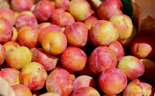 〈山形県南陽市の百姓がこだわって作った〉 まるで桃ドラ