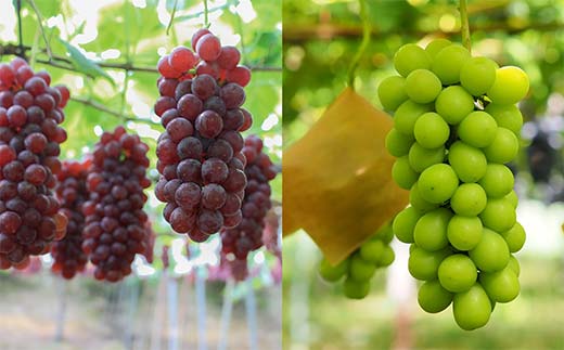 果樹園生まれの 漆山果樹園ワイン 「漆山ワイン (デラウェ