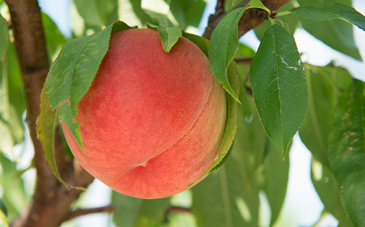 【日本の極み】贈答用 あかつき桃ジュース 10本 果汁100％ 