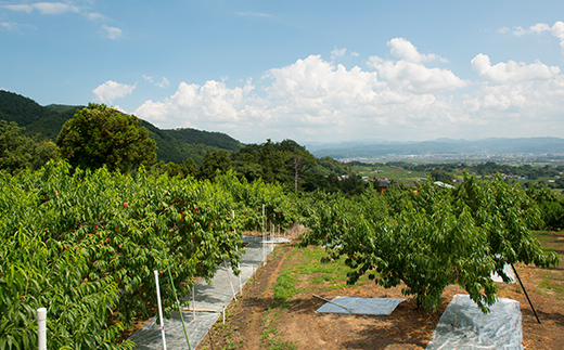 【日本の極み】あかつき桃ジュース 30本 果汁100％ モモ も