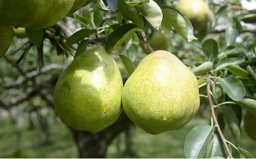 【令和7年産先行予約】 十三代目 佐藤市右衛門 ラ・フラン