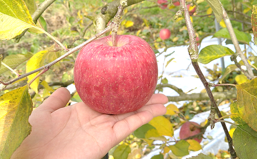 【令和7年産先行予約】 《極上》極み選果 完熟みつ入りふ