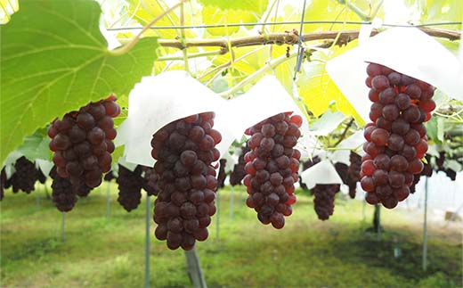 【令和8年産先行予約】 朝どりデラウェア 1箱 (5房前後入り)