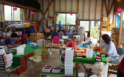 【令和7年産先行予約】 さくらんぼ 「佐藤錦」 約1kg (秀 2L