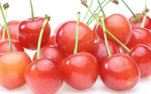 【令和7年産先行予約】 《定期便6回》 果樹王国山形 南陽の