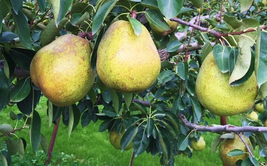 【令和7年産先行予約】 【市農業祭最優秀賞受賞者】 ラ・