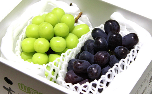 【令和7年産先行予約】 《定期便3回》 JA 秋冬フルーツ定期