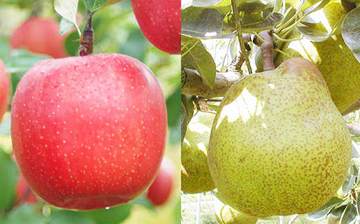 【令和7年産先行予約】 《定期便3回》 おいしいくだもの定