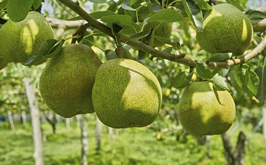 【令和7年産先行予約】 《定期便3回》 食べきりサイズの く