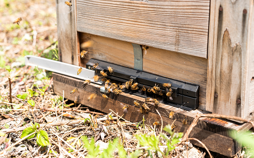 十分一山のはちみつ（約300g×1個）初夏採れ［ ARCADIA PURE HONEY