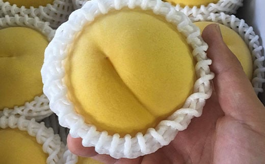 【令和7年産先行予約】 《定期便6回》 くだもの”少し贅沢