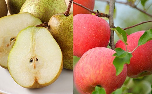 【令和7年産先行予約】 《定期便3回》 くだもの”ちょっと