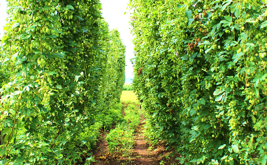 【10月発送】キリン クラシックラガー［350ml缶×24本］1ケー