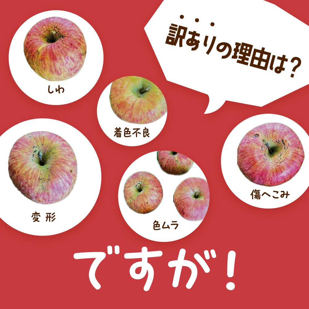 【令和7年産先行予約】 〈訳あり品 家庭用〉 りんご 「サン