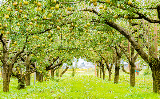 【令和7年産先行予約】 ラ・フランス 約3kg (8～11玉 特秀 2～