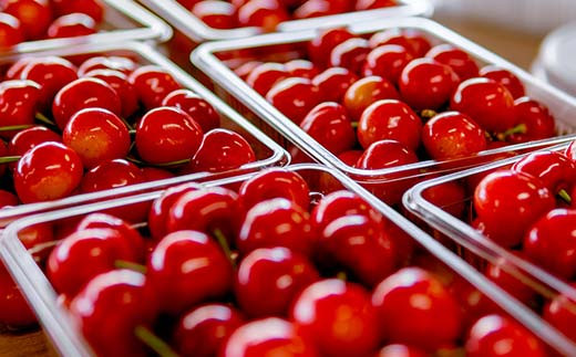 【令和7年産先行予約】 さくらんぼ 「紅秀峰」 約1kg (約500g