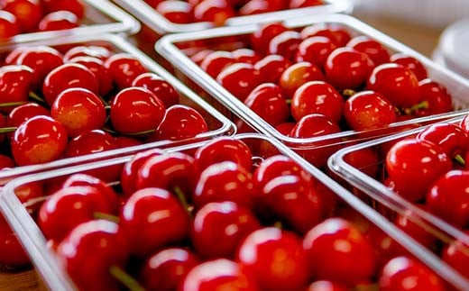 【令和7年産先行予約】 さくらんぼ 「紅秀峰」 約500g (特秀 