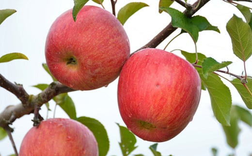 【令和7年産先行予約】 〈訳あり品 家庭用〉 りんご 「サン