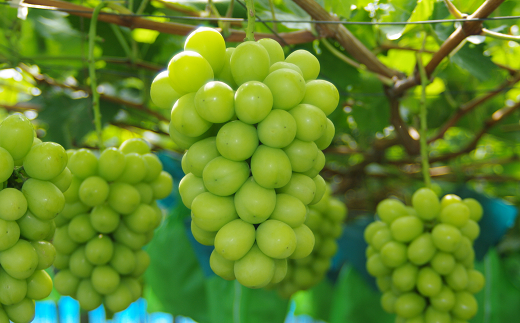 【令和7年産先行予約】 《定期便3回》 果樹王国山形 南陽の