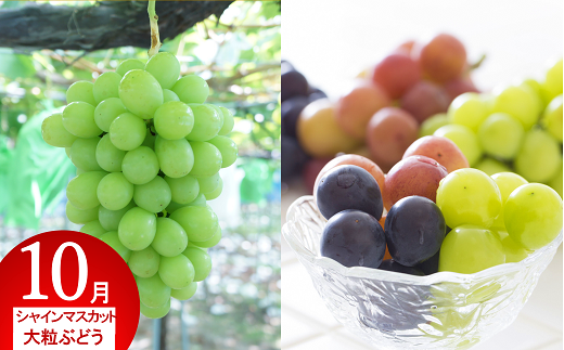 《定期便5回》 南陽市商工会女性部プロデュース 【なんよ