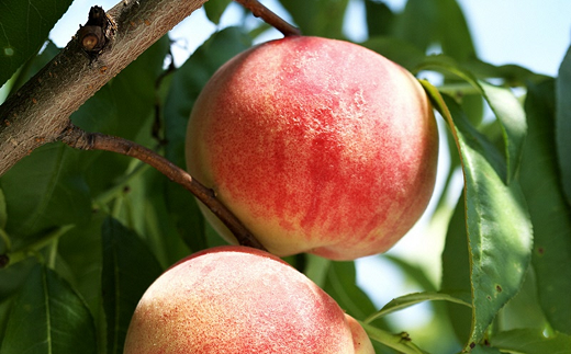 【令和7年産先行予約】 《定期便3回》 秋冬フルーツの美味