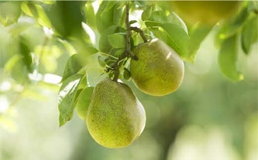 【令和7年産先行予約】 【ネオニコフリー】 〈家庭用〉 ラ