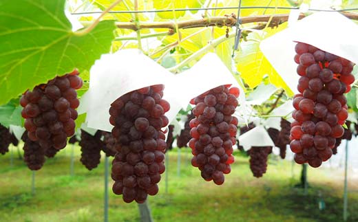 果樹園生まれの 果汁70%ぶどうジュース 「 デラウェア70 」 2