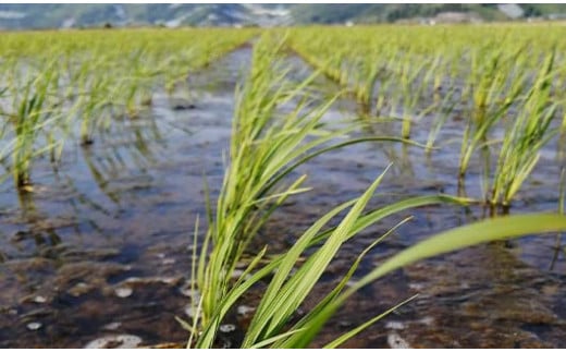 【令和7年産 新米 先行予約】 【わら屋のお米】 特別栽培米