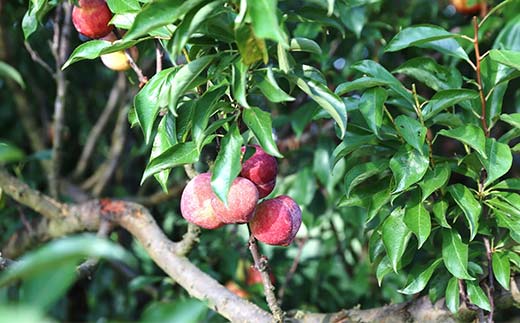 【令和8年産先行予約】 高級プラム 「秋姫」 約1.2～1.3kg (8