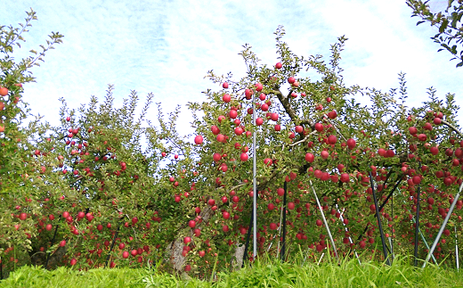 【令和7年産先行予約】 《極上》極み選果 完熟みつ入りふ