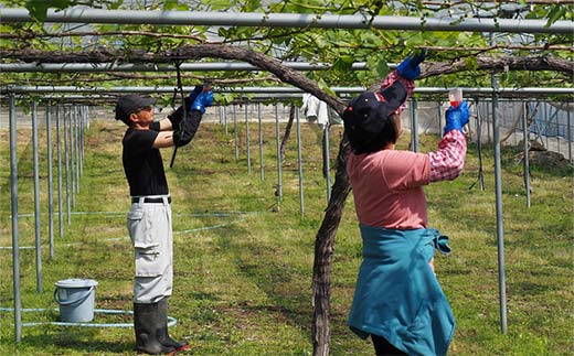 【令和8年産先行予約】 朝どりデラウェア 3箱 (1箱5房前後入