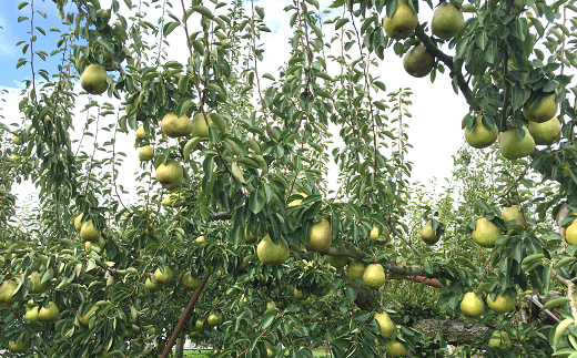 【令和7年産先行予約】 【市農業祭最優秀賞受賞者】 ラ・