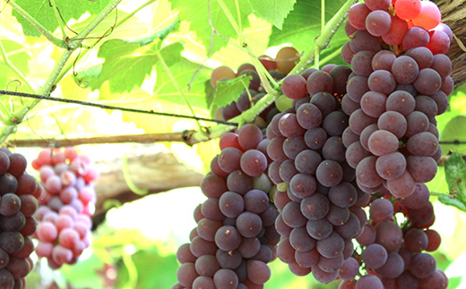 【令和7年産先行予約】 《定期便6回》 果樹王国山形 南陽の