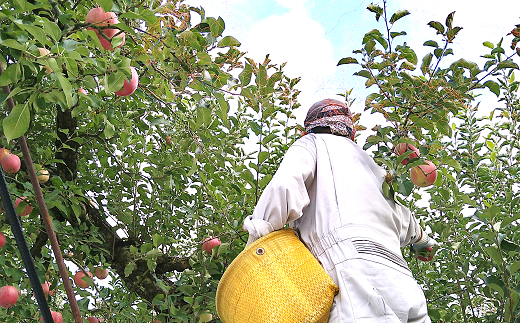 【令和7年産先行予約】 《特選》プレミアム 完熟みつ入り