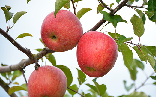 【令和7年産先行予約】 《定期便5回》 JA 夏秋冬美味フルー