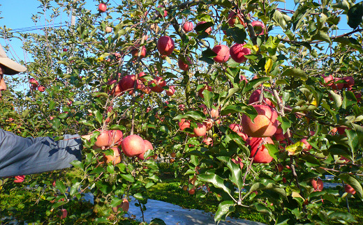 【令和7年産先行予約】 〈家庭用〉 ふじりんご 約10kg (28玉