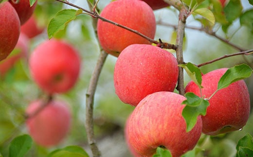 【令和7年産先行予約】 《定期便6回》 くだもの”少し贅沢