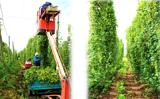 【10月発送】キリン クラシックラガー［350ml缶×24本］1ケー