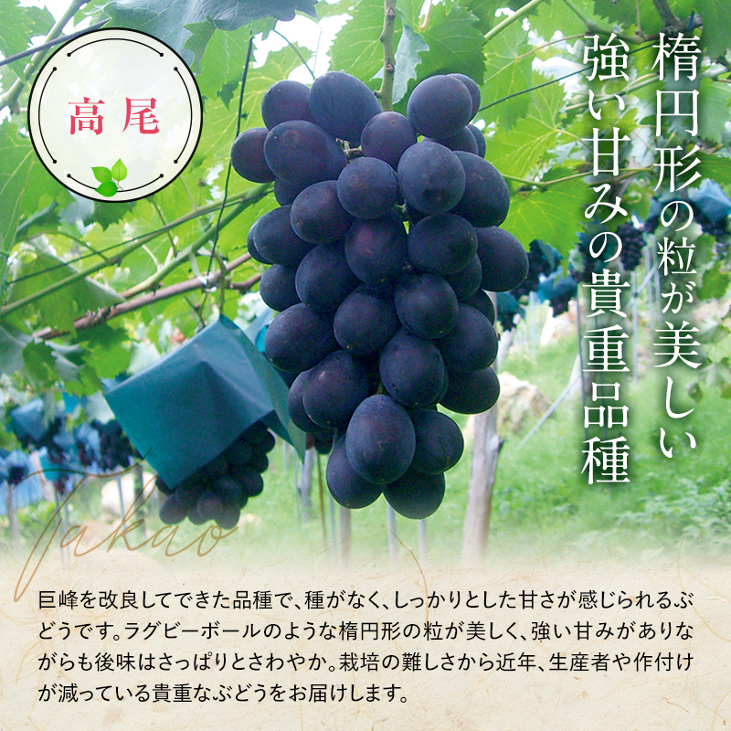 【令和7年産先行予約】 《定期便3回》 流通量が少ない"希少