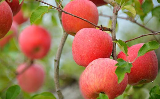 【令和7年産先行予約】 《定期便3回》 くだもの”たっぷり