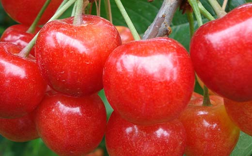 【令和8年産先行予約】 《定期便3回》 夏の果実祭り 『フー