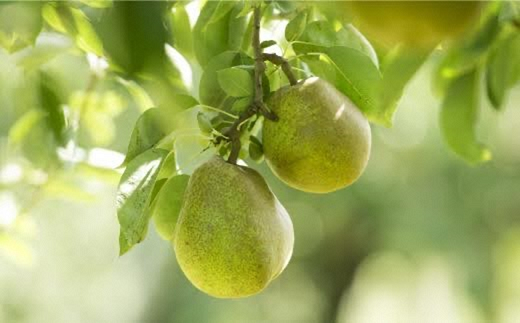 【令和7年産先行予約】 【ネオニコフリー】 大玉 ラ・フラ