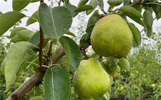 【令和7年産先行予約】 【ネオニコフリー】 〈家庭用〉 ラ