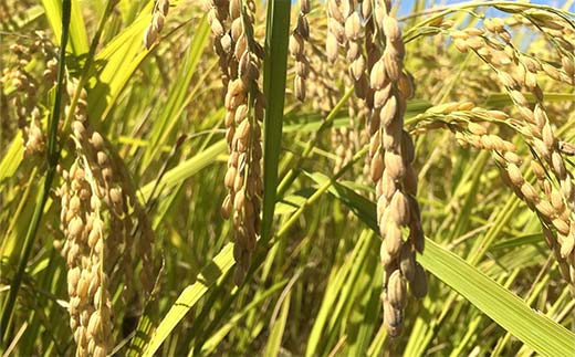 【令和7年産 新米 先行予約】 特別栽培米 雪若丸 (精米) 5kg 