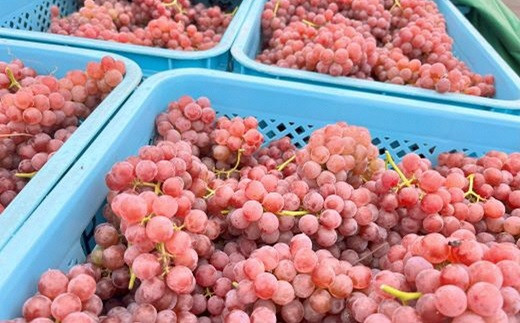 【数量限定】 オレンジワイン「キュベ新田2022」 750ml × 1本 