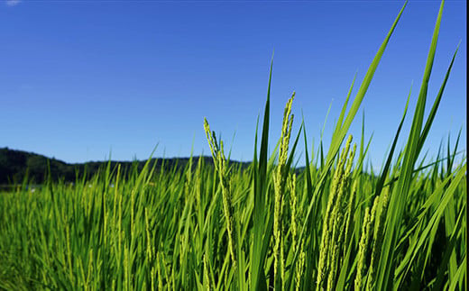 【令和7年産 新米 先行予約】 【米食味コンクール金賞受賞