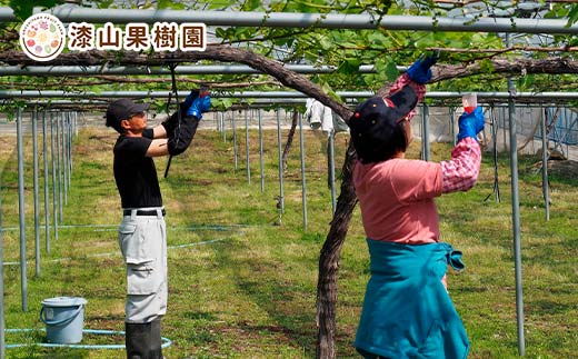 果樹園生まれの 果汁70%ぶどうジュース 「 デラウェア70 」 2