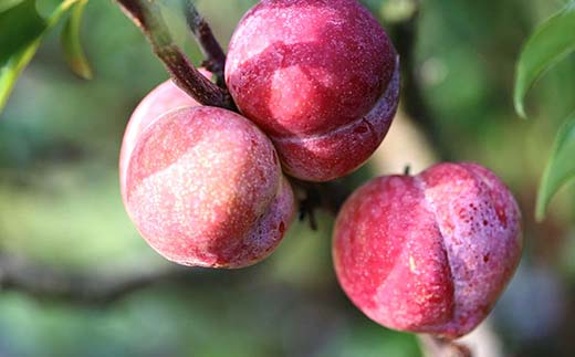 【令和8年産先行予約】 高級プラム 「秋姫」 約1.2～1.3kg (8