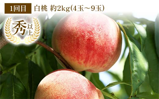 【令和8年産先行予約】 《定期便3回》 桃三昧の楽園便 『フ